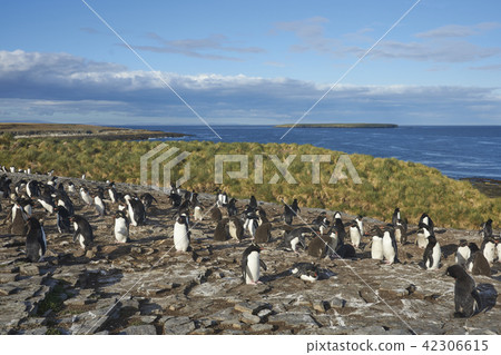 Rockhopper Penguins on Bleaker Island 42306615