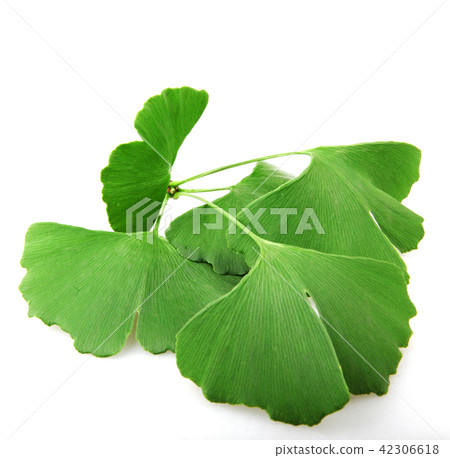 Ginkgo biloba leaf isolated on white background Ginkgo biloba leaf isolated on white background 42306618