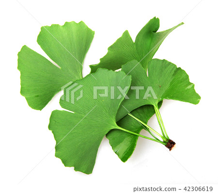 Ginkgo biloba leaf isolated on white background Ginkgo biloba leaf isolated on white background 42306619