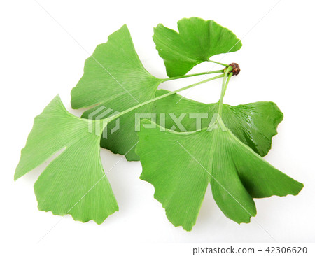 Ginkgo biloba leaf isolated on white background Ginkgo biloba leaf isolated on white background 42306620