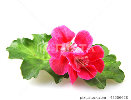 Geranium pelargonium flowers Geranium pelargonium flowers 42306638