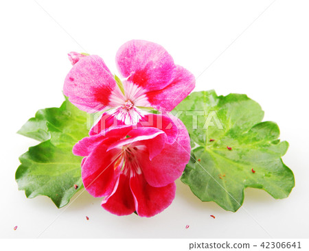 Geranium pelargonium flowers Geranium pelargonium flowers 42306641
