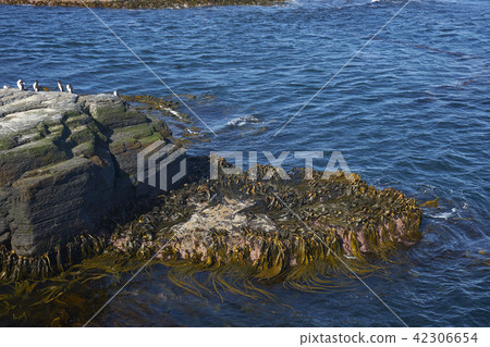 Rockhopper Penguin colony Rockhopper Penguin colony 42306654