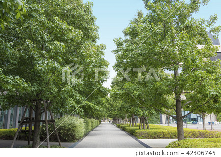 A tree-lined street in the city of Nakano Seiji (Nakano ku, Tokyo) 42306745