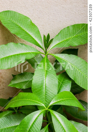 Closeup of green Syzygium malaccense leaf Closeup of green Syzygium malaccense leaf 42307189