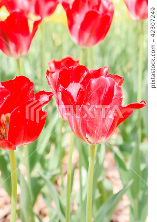 Single of big red tulips in hitachi seaside park Single of big red tulips in hitachi seaside park 42307249