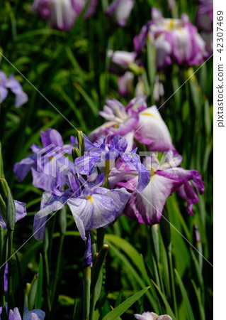 Iris Iris 42307469