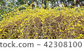 Early spring flower background material · Flower branch extending with bright yellow flowers Forsyth · Horizontal position 42308100