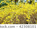 Early spring flower background material · Flower branches extending with bright yellow flowers Forsyth · Horizontal position 42308101