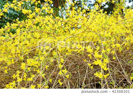 Early spring flower background material · Flower branches extending with bright yellow flowers Forsyth · Horizontal position Early spring flower background material · Flower branches extending with bright yellow flowers Forsyth · Horizontal position 42308101