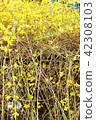 Early spring flower background material · Flower branches stretching with bright yellow flowers Fr. Position 42308103