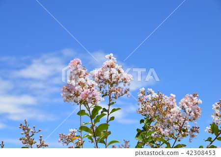 Flowers and blue sky of crape myrtle Flowers and blue sky of crape myrtle 42308453