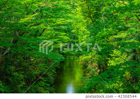 Tokyo Fussa Tamagawa Kamimizu (from Shinboribashi) 42308544