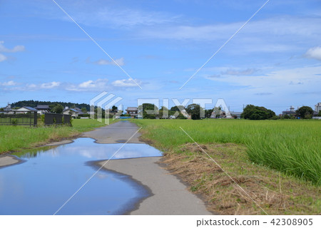 Rural country garden Rural country garden 42308905