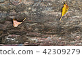 Platform for product ,stone floor with leaf  42309279