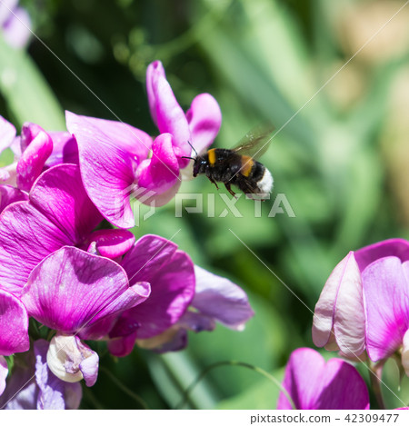 Bumble Bee on a flower Bumble Bee on a flower 42309477