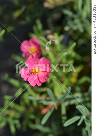 Shrubby Cinquefoil Danny Boy 42310059
