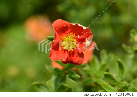 Shrubby Cinquefoil Danny Boy 42310061