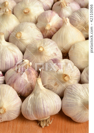 Garlic 42310066