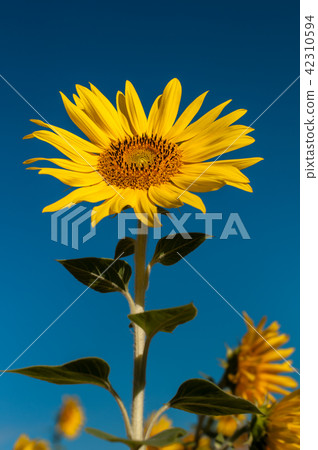 alone beautifull sunflower alone beautifull sunflower 42310594