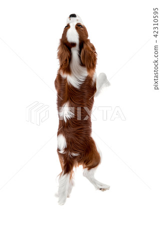 Cavalier King Charles Spaniel Cavalier King Charles Spaniel 42310595