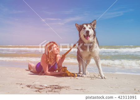 Huge husky dog and woman at beach 42311091