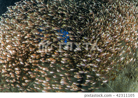 Flock of beetle 42311105