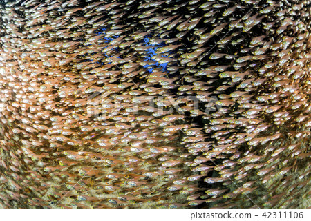 Flock of beetle 42311106