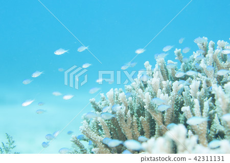 藍綠光鰓魚 藍綠光鰓魚 42311131