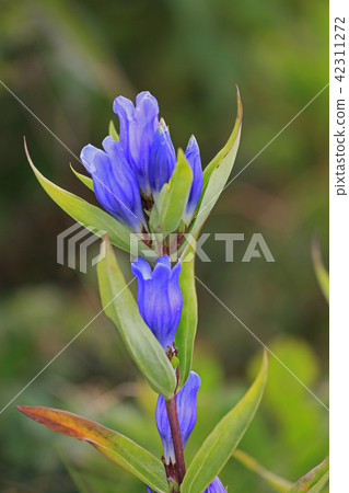Gentian 42311272