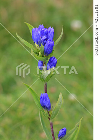 Gentian Gentian 42311281