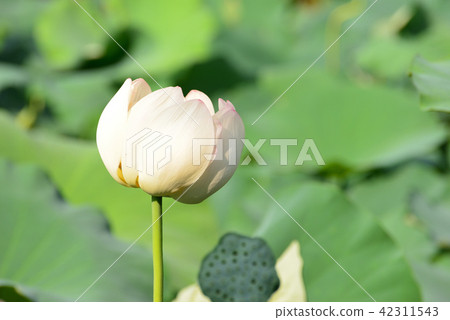 蓮花 42311543