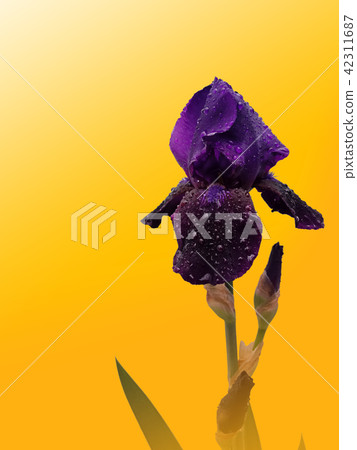 The violet iris is covered with dew drops. 42311687