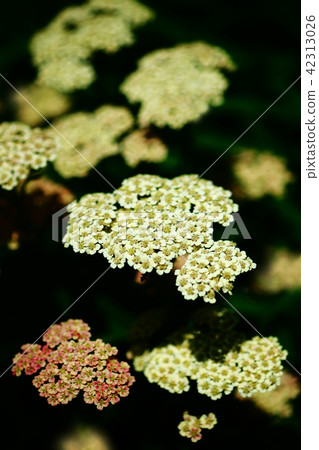 Yarrow flower Yarrow flower 42313026