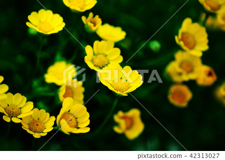 Trolleus Lemon Queen Flower Trolleus Lemon Queen Flower 42313027