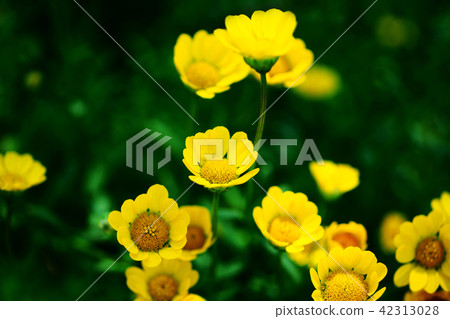 Trolleus Lemon Queen Flower 42313028