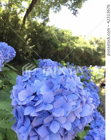 花卉照片（繡球花2） 42313676