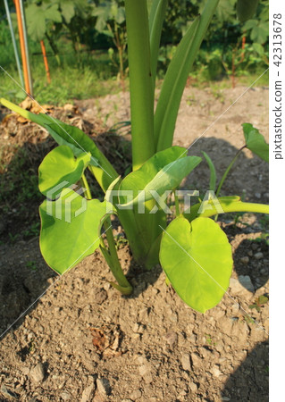 一點一點 42313678