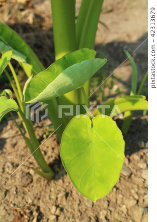 一點一點 42313679