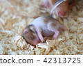Parent and child hamster 42313725