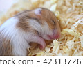 Quickly, hamster 42313726