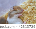 Quickly, hamster 42313729