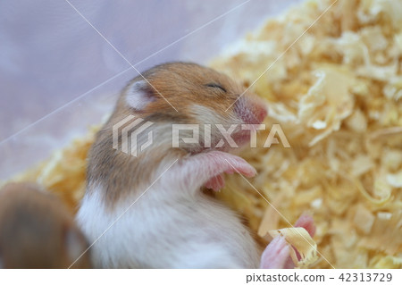 Quickly, hamster 42313729