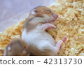 Quickly, hamster 42313730