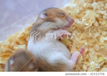 Quickly, hamster 42313730