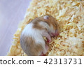 Quickly, hamster 42313731