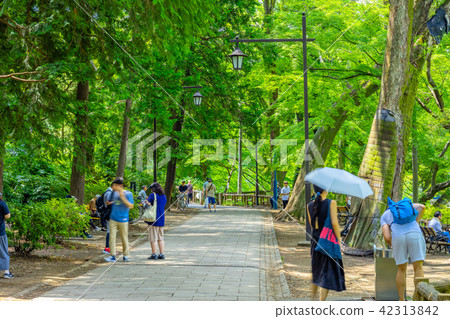 Inokashira Park in Tokyo Summer 42313842