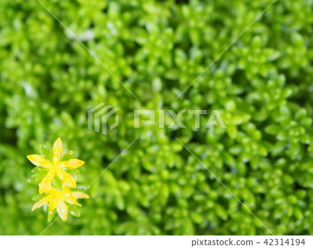 Sedum 42314194