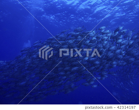 Gingame Tornado Aji Ball沖繩縣Awkunoshima潛水 42314197