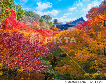 Autumn leaves of Tofukuji Tonchibashi 42314355